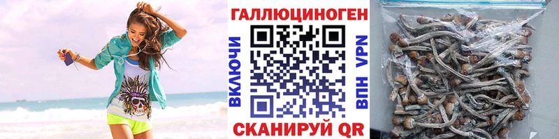Купить где  Кизилюрт  Псилоцибиновые грибы Psilocybine cubensis 